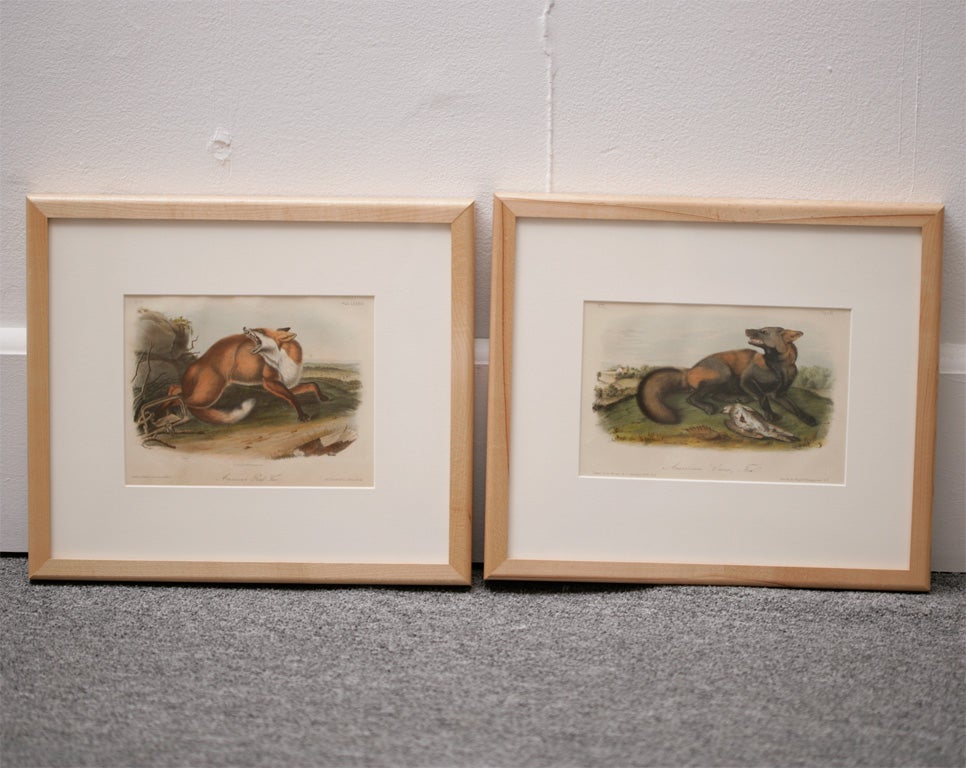Audubon - American Red Fox and American Cross Fox