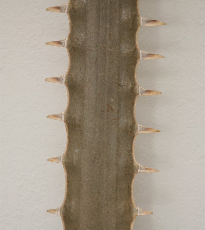 Large Sawfish Rostrum Mounted on Original Wood Stand 1