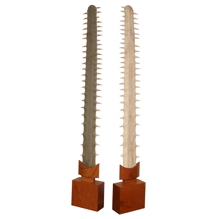 Large Sawfish Rostrum Mounted on Original Wood Stand