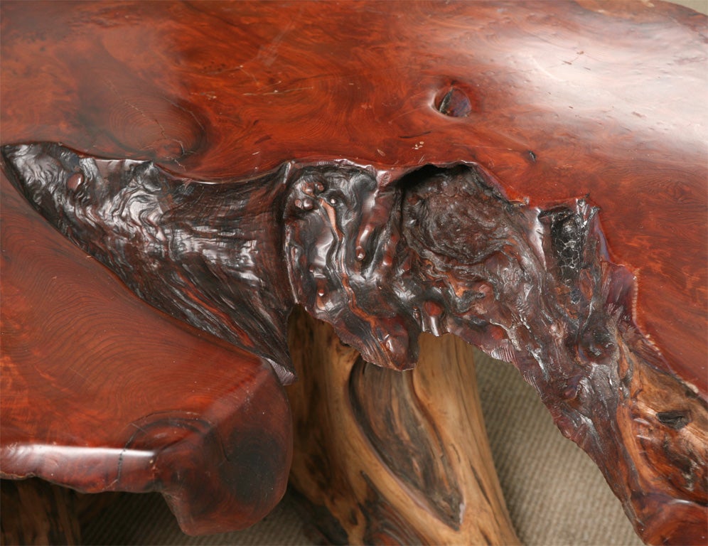 Late 20th Century Large 1970's Root Wood Lacquered Coffee Table
