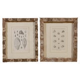 Oysterstick Frames with Shell Prints 11