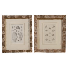 19th Century Shell Prints in Vintage French Oyster Stick Frames Sold Separately