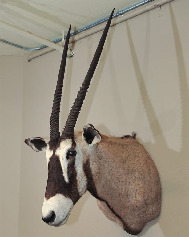 The elongated tapering horns mounted to the completed bust with contrasting brown and white stripes to face and running along the back of the neck.