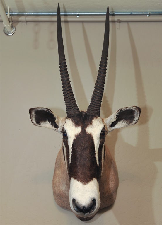 African Gemsbok Oryx For Sale