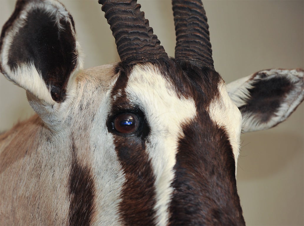 Gemsbok Oryx In Excellent Condition For Sale In San Francisco, CA