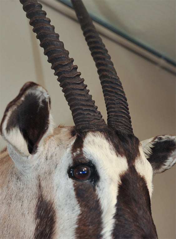 20th Century Gemsbok Oryx For Sale