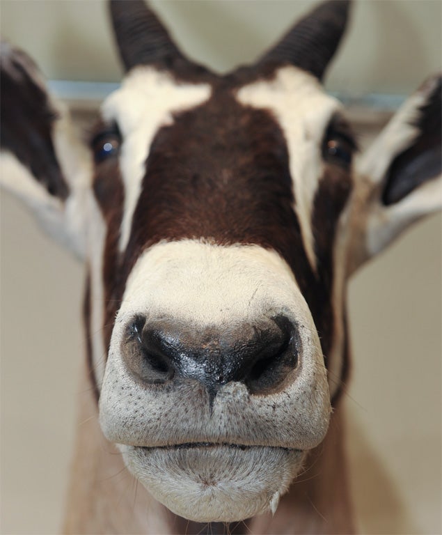 Gemsbok Oryx For Sale 1