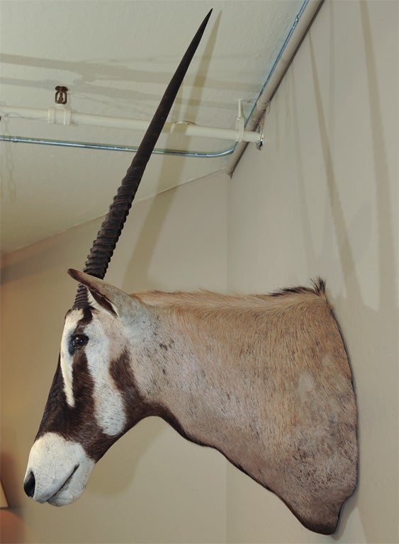 Gemsbok Oryx For Sale 3