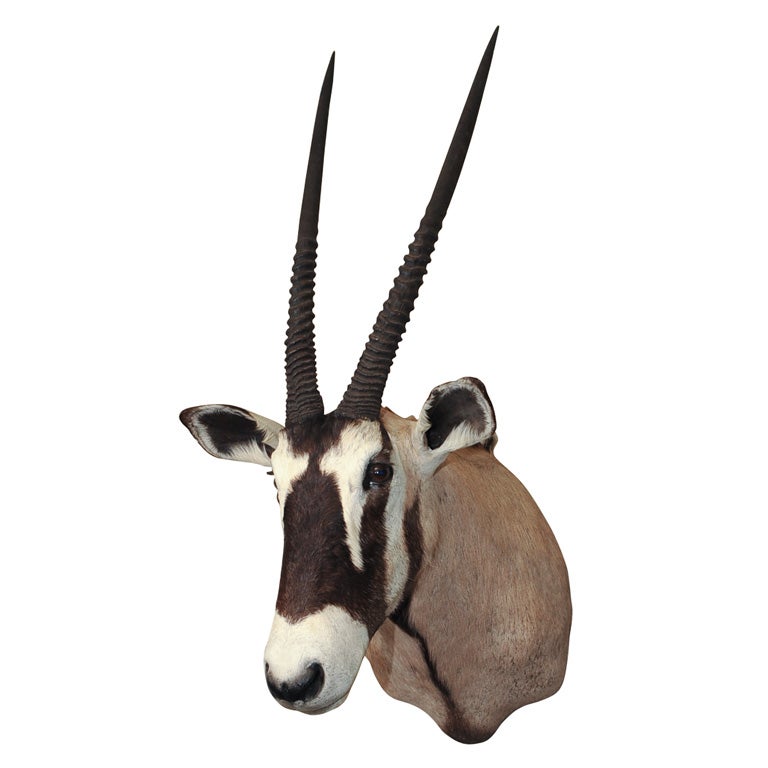 Gemsbok Oryx For Sale