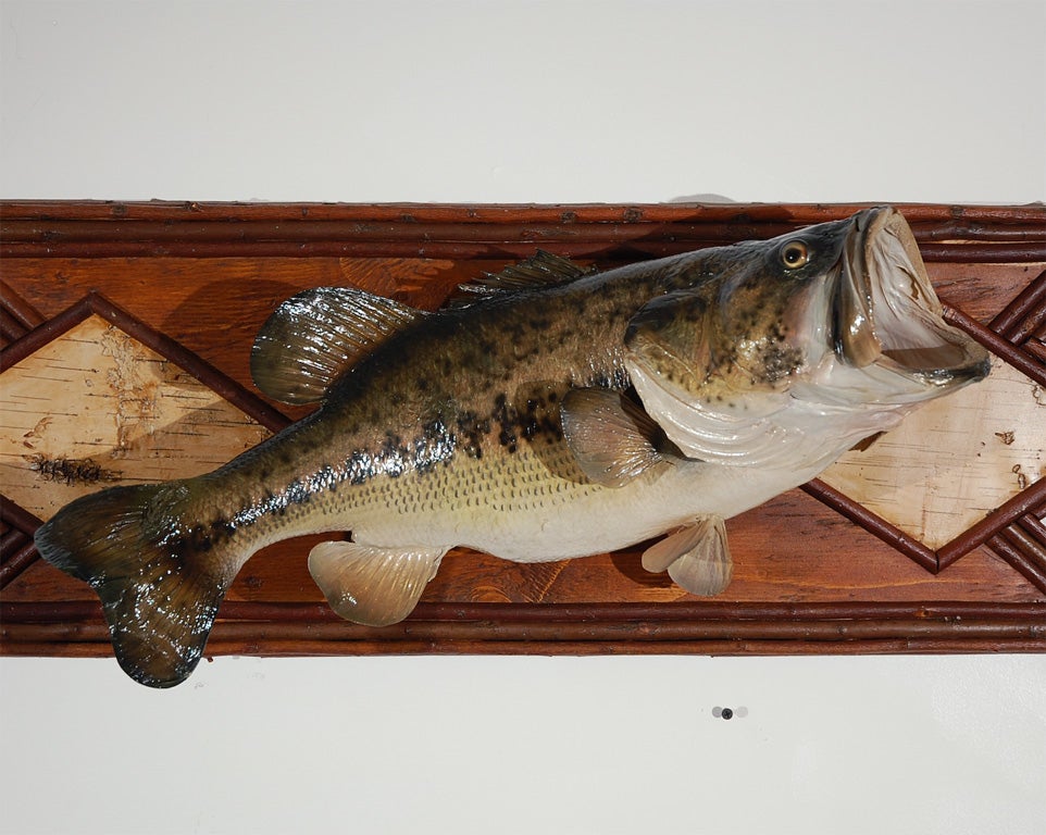 1940'S WIDE MOUTH BASS FISH ON A BIRCHBARK AND TWIG FRAME.GREAT CONDITION AND FROM A PRIVATE COLLECTION.
