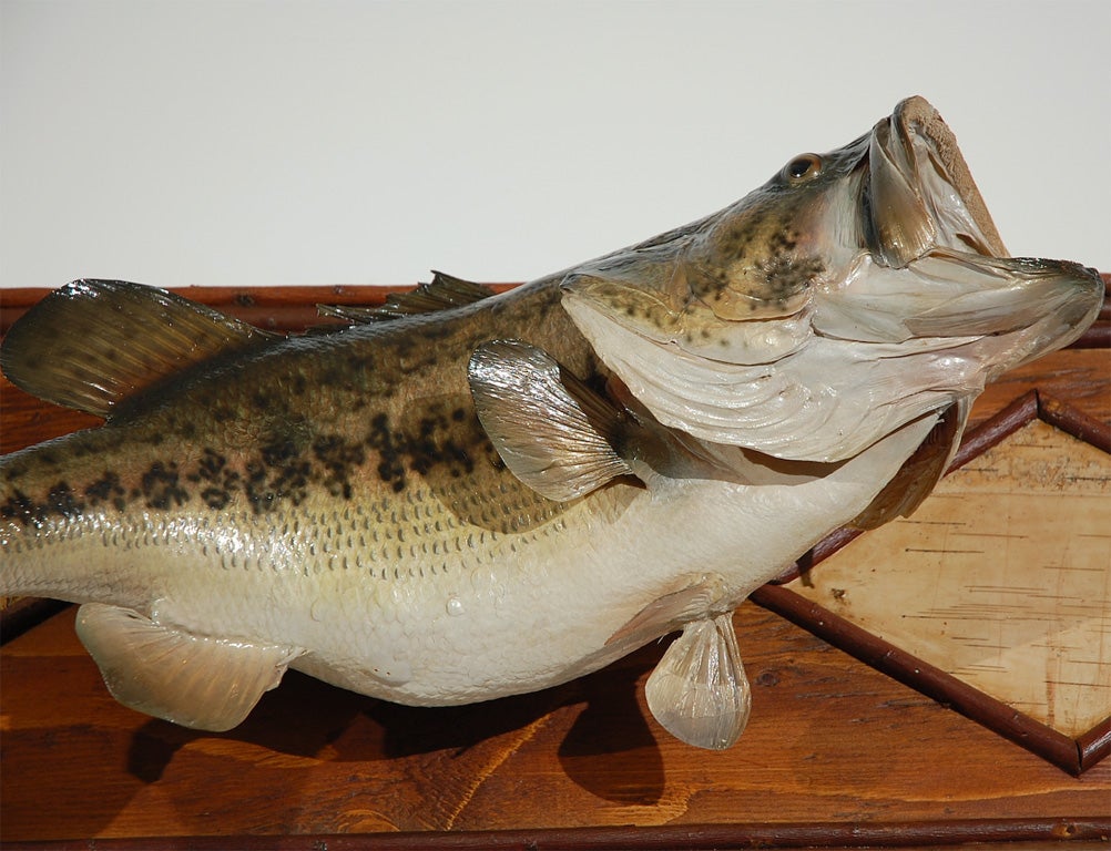 VINTAGE WIDE MOUTH BASS MOUNTED ON BIRCH BARK TWIG FRAME 2