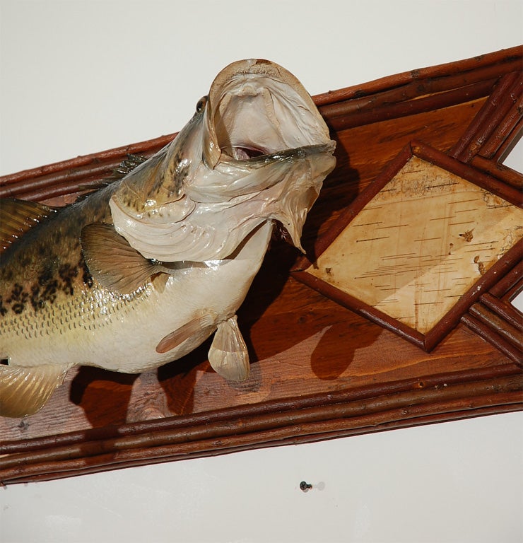 VINTAGE WIDE MOUTH BASS MOUNTED ON BIRCH BARK TWIG FRAME 3