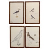 Set of 4 Swedish Bird Prints