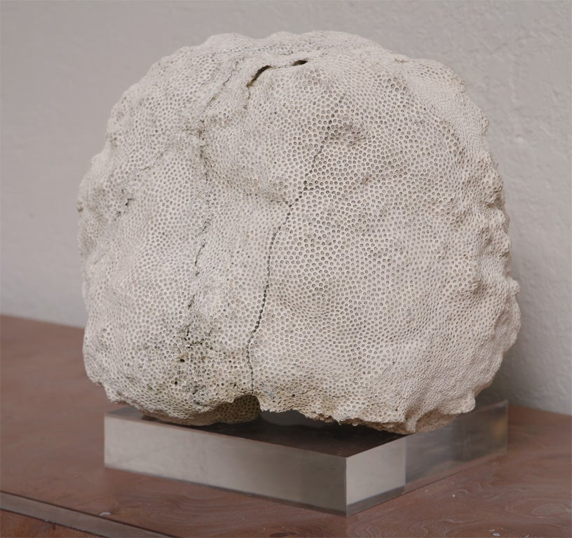 Massive Brain Coral on Lucite Base