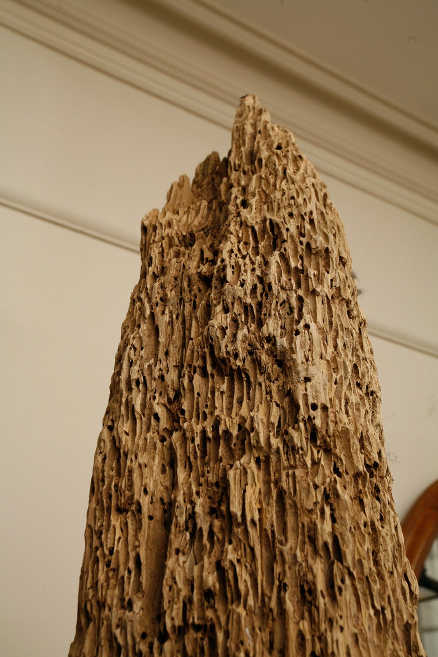 A large 'Mussel pole' For Sale 1