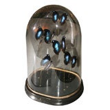 Antique Domed Glass Butterfly Collection
