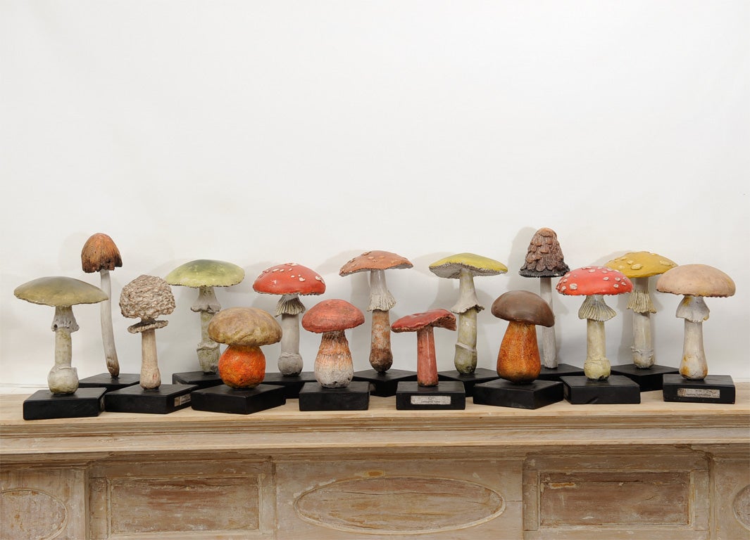 Painted Wood and Ceramic Wild Mushrooms made for either Cabinet of Curiosity or Biology Class.  Made of Ceramic with Wood Base.
Seven available, sold by the piece.