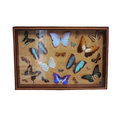 Vintage Wood Framed Butterfly Collection Shadowbox