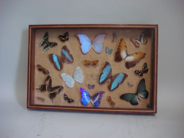 Vintage Wood Framed Butterfly Collection Shadowbox