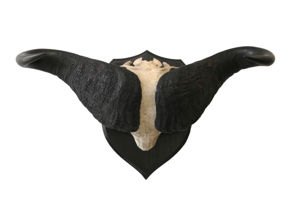 Mounted Cape Buffalo Skull with Horns