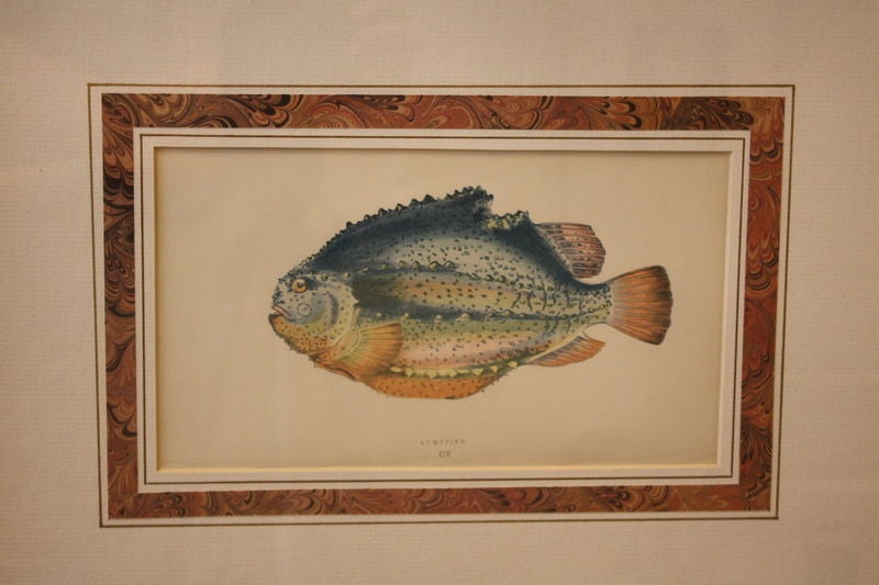 A set of six antique English engravings of exotic fish, hand colored at the time, from the 1850's.  Expertly French matted and framed in gold.  Interesting and fun prints. Dimensions are for the full frame size.  The price is for the set of 6.