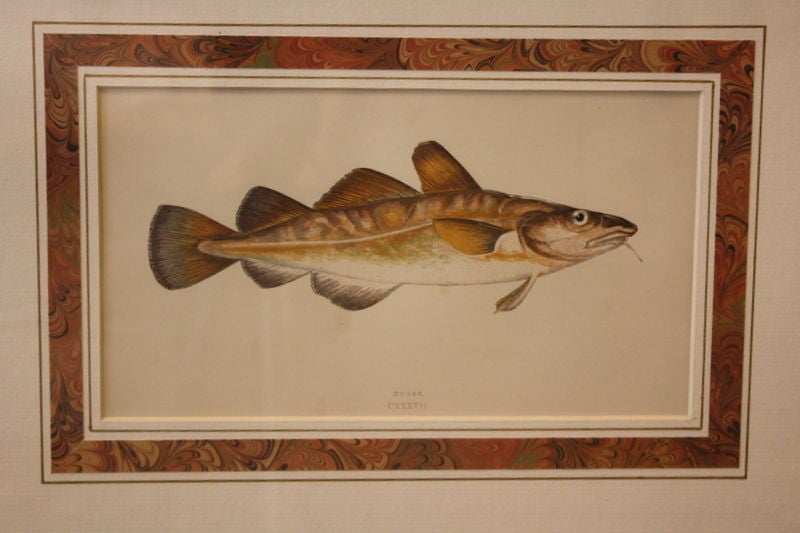 English SIX Exotic Fish Engravings, C.1850 England, Hand-Colored