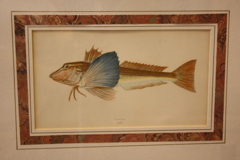 19th Century SIX Exotic Fish Engravings, C.1850 England, Hand-Colored