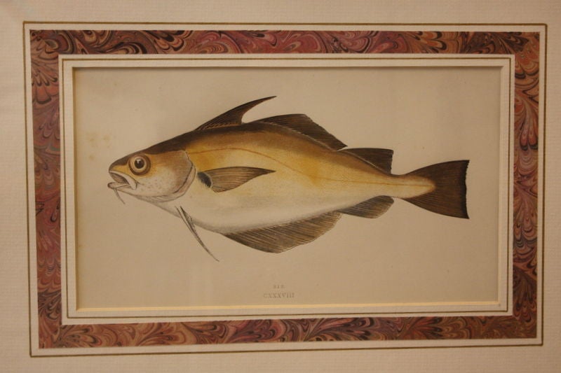 SIX Exotic Fish Engravings, C.1850 England, Hand-Colored 1