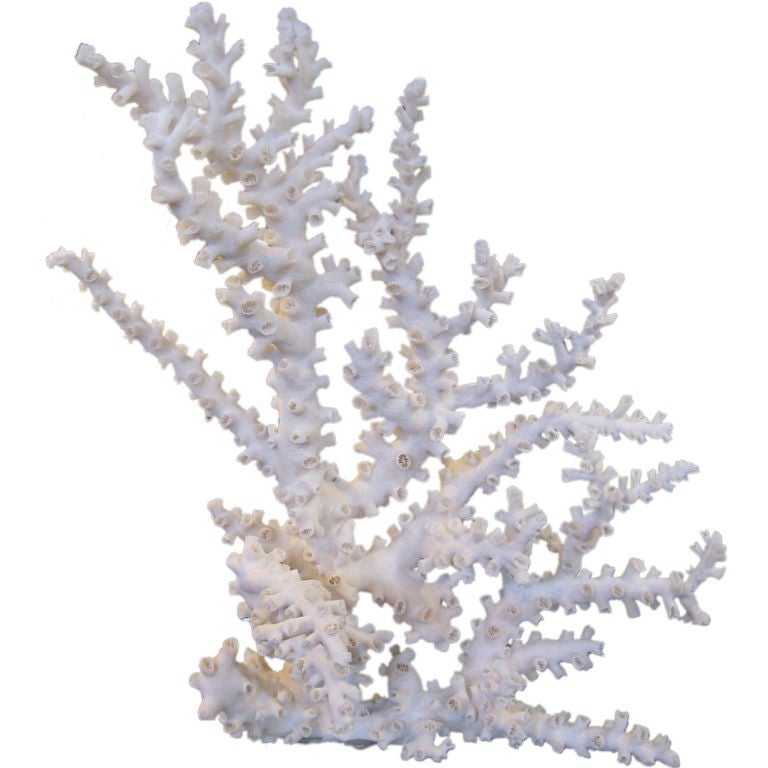 SPECIMEN CORAL FORMATION- OCTOPUS VARIETY