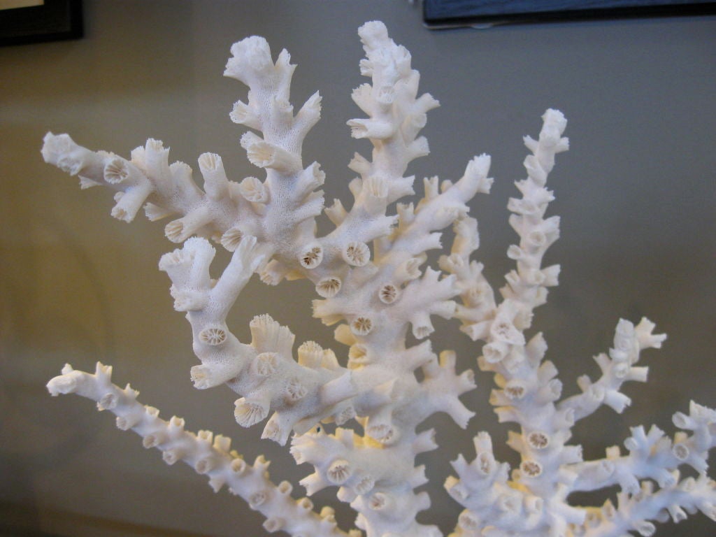 20th Century SPECIMEN CORAL FORMATION- OCTOPUS VARIETY