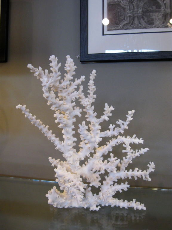 Natural coral formation, showing octopus variety.  Very sculptural and graceful in form.<br />
Other frorms, varieties and price points available.  Contact dealer.