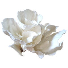 NATURAL CORAL FORMATION-MERULINA VARIETY