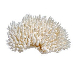 NATURAL CORAL FORMATION-TABLE VARIETY