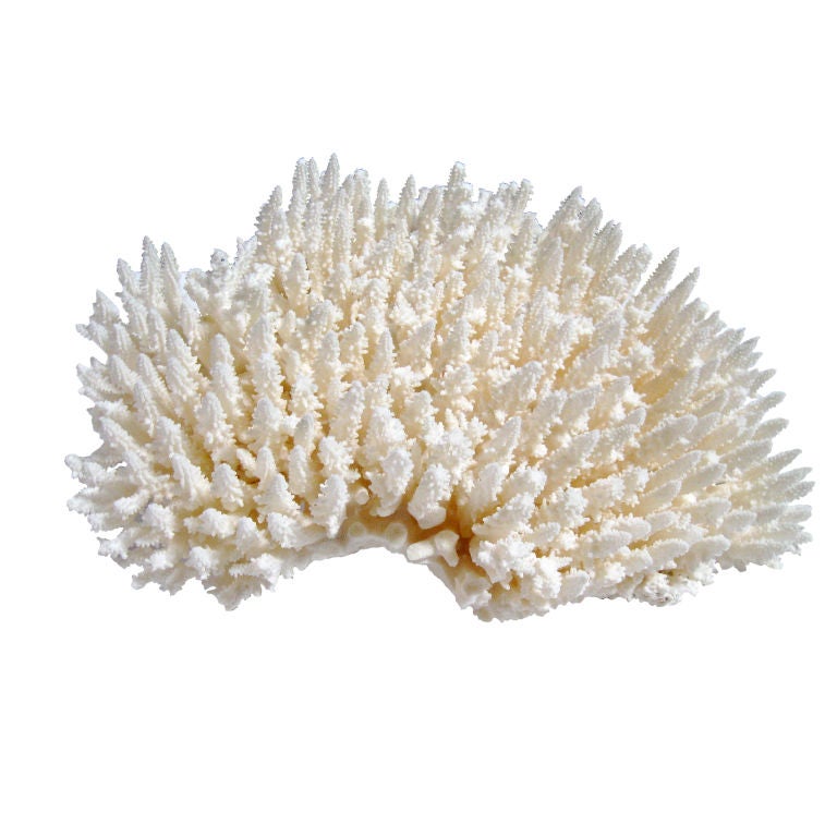 NATURAL CORAL FORMATION-TABLE VARIETY