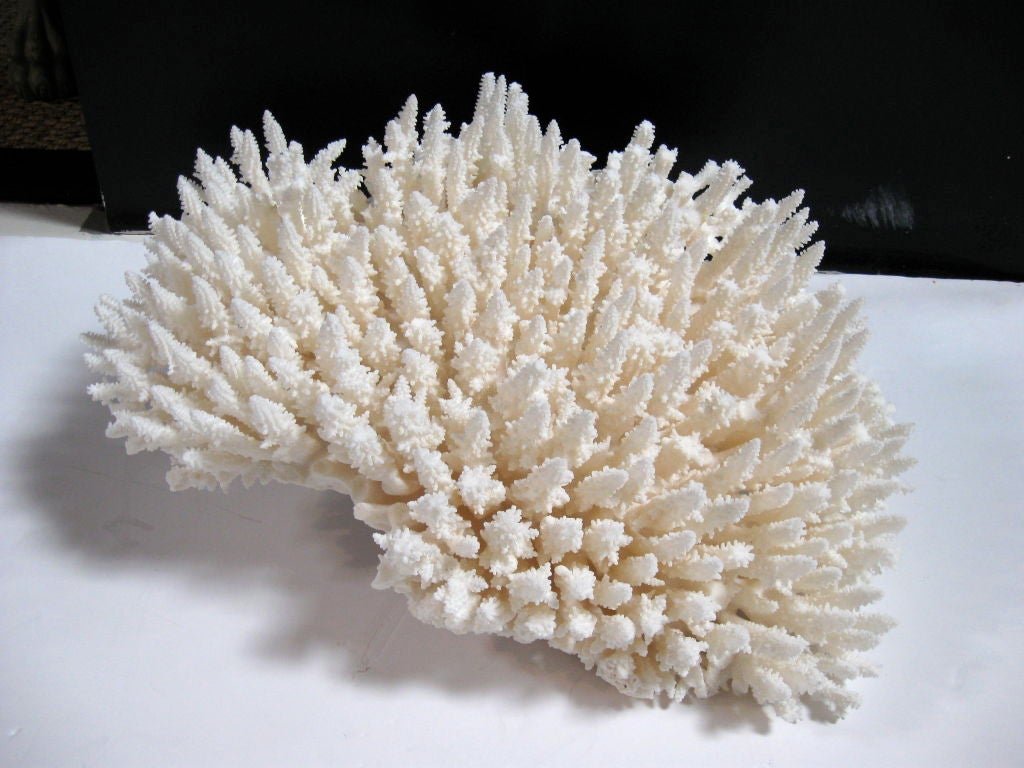 Natural coral formation, in the table variety.  Other sizes, varieties and price points available.  Contact dealer.