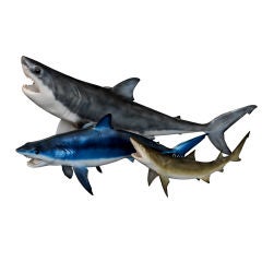 Trio of Sharks