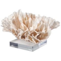 American Bleached Poca Coral Specimen Sculpture