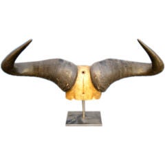 Pair of 1930's Blue Wildebeest Horns
