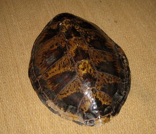 Turtle Shell