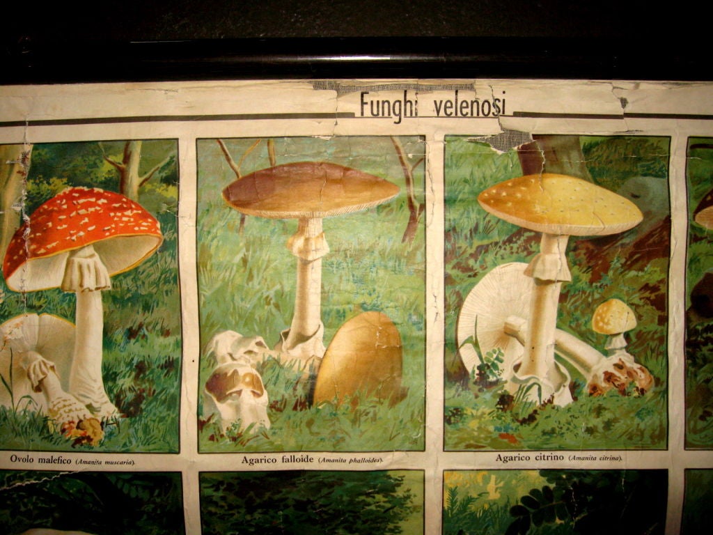 Italian Fungiculture  educational plate 1
