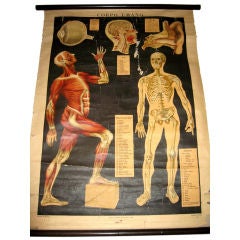 Anatomical Plate Il Corpo Umano