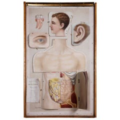 Antique Human Anatomy Medical Chart, c. 1890