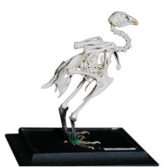 Vintage Full Body Skeleton of a Small Chicken in Original Glass Case