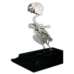 Full Body Skeleton of a Parrot in Original Glass Case