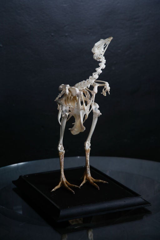Full Body Skeleton of a Large Chicken in Original Glass Case