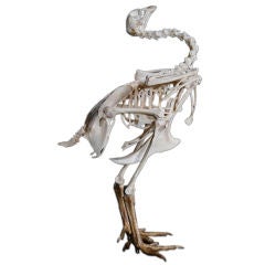 Vintage Full Body Skeleton of a Large Chicken in Original Glass Case