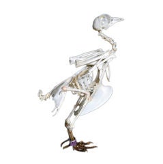 Full Body Skeleton of a Bird in Original Glass Case