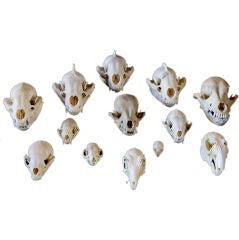 Collection of 13 fox skulls