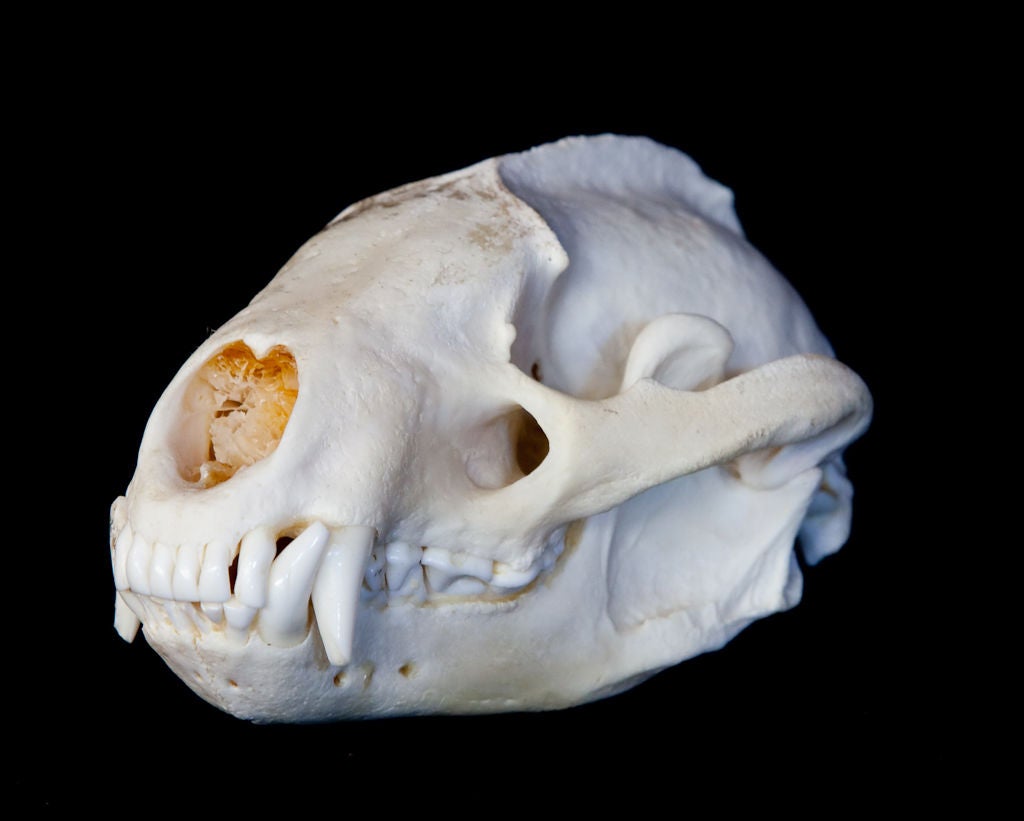 Collection of 13 fox skulls