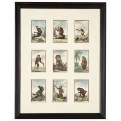 Hand-Colored, Framed Monkey Engravings